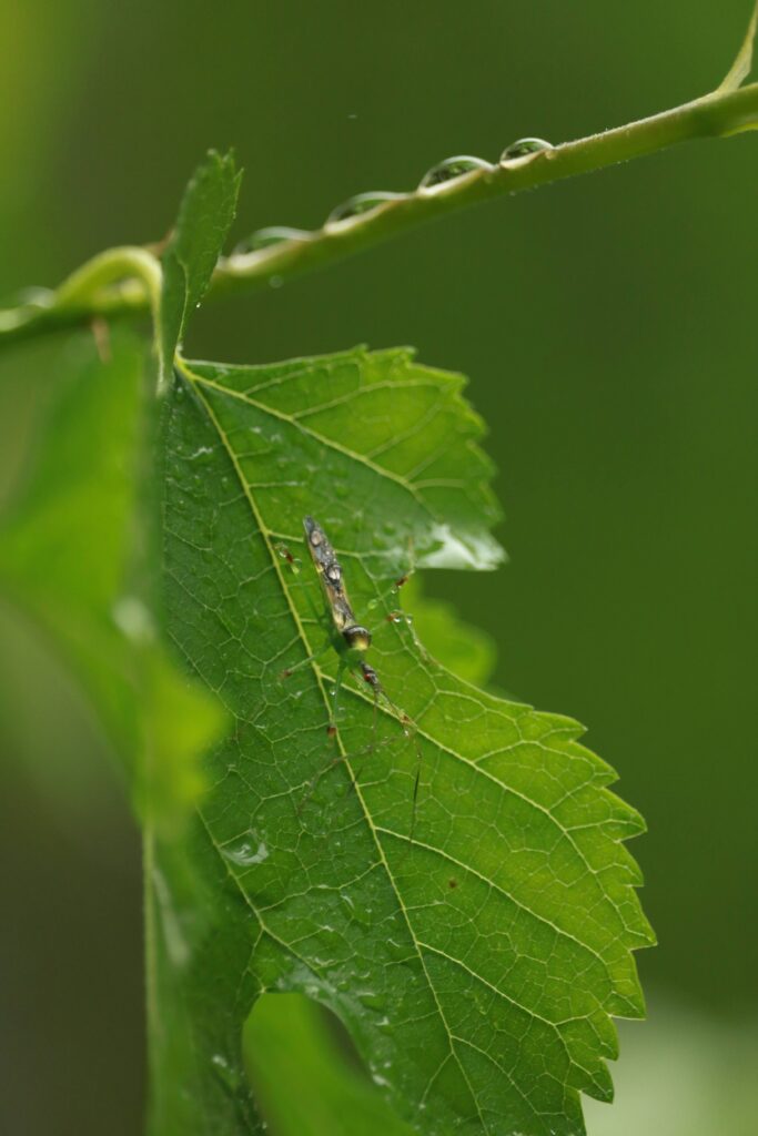 Closeup of bug on leaf