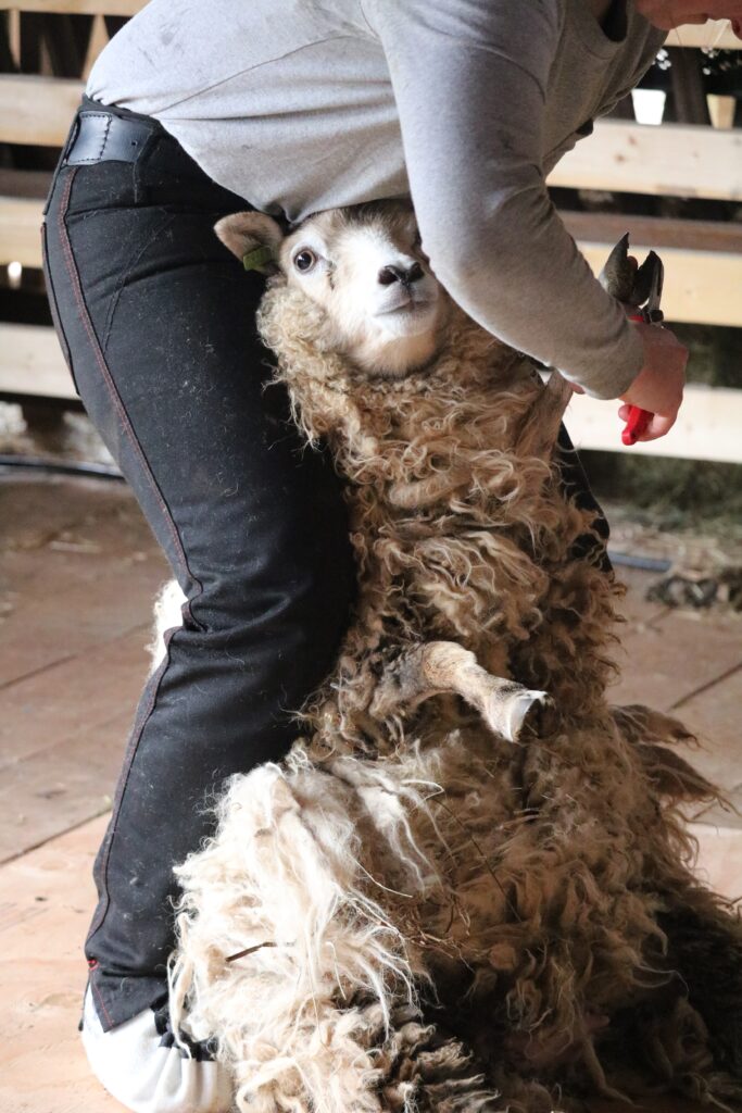 Sheep being sheared